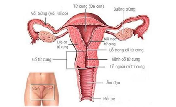 Cấu tạo tử cung của phụ nữ